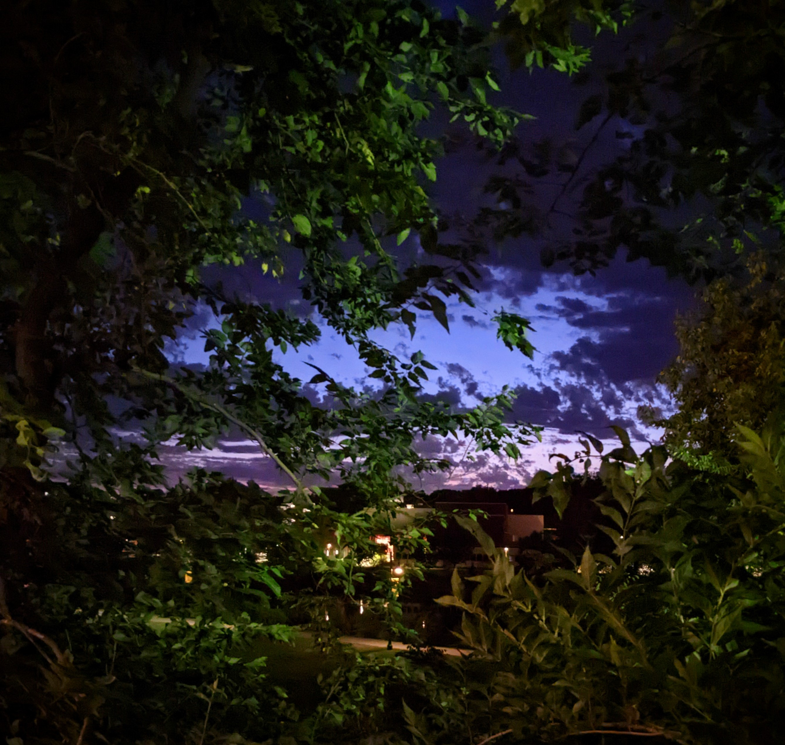 Picture of a sunset peaking through the trees